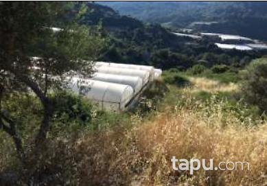 Antalya Kumluca İncircik Köyünde 7.036 m2 Tarla