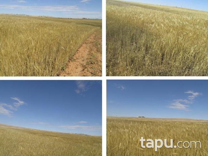 Şanlıurfa Karaali Mahallesi'nde 47.600 m2 Tarla