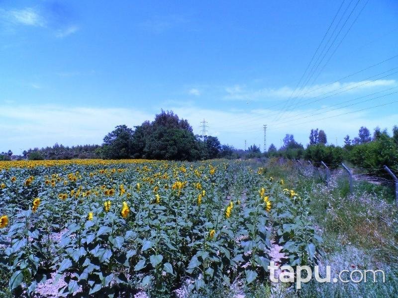 Adana Ceyhan Büyük Mangıt Mahallesinde 240 m2 Tarla