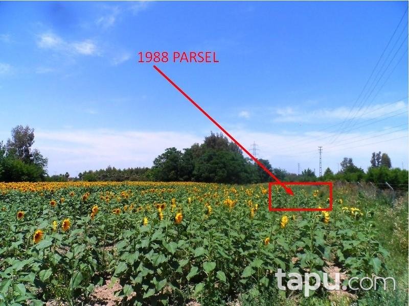 Adana Ceyhan Büyük Mangıt Mahallesinde 240 m2 Tarla