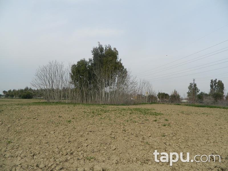 Adana Ceyhan Büyük Mangıt Mahallesinde 240 m2 Tarla