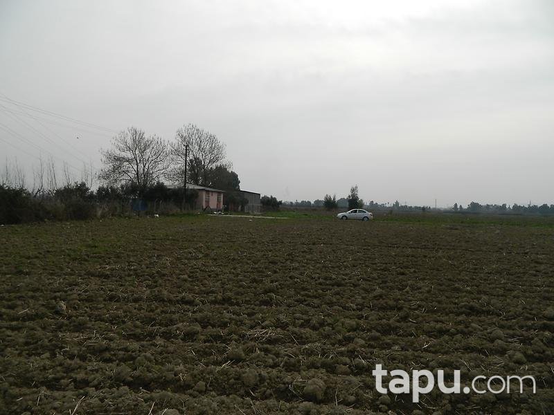 Adana Ceyhan Büyük Mangıt Mahallesinde 240 m2 Tarla