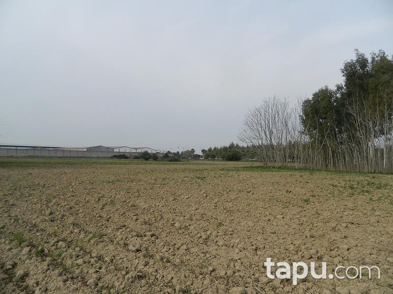 Adana Ceyhan Büyük Mangıt Mahallesinde 240 m2 Tarla