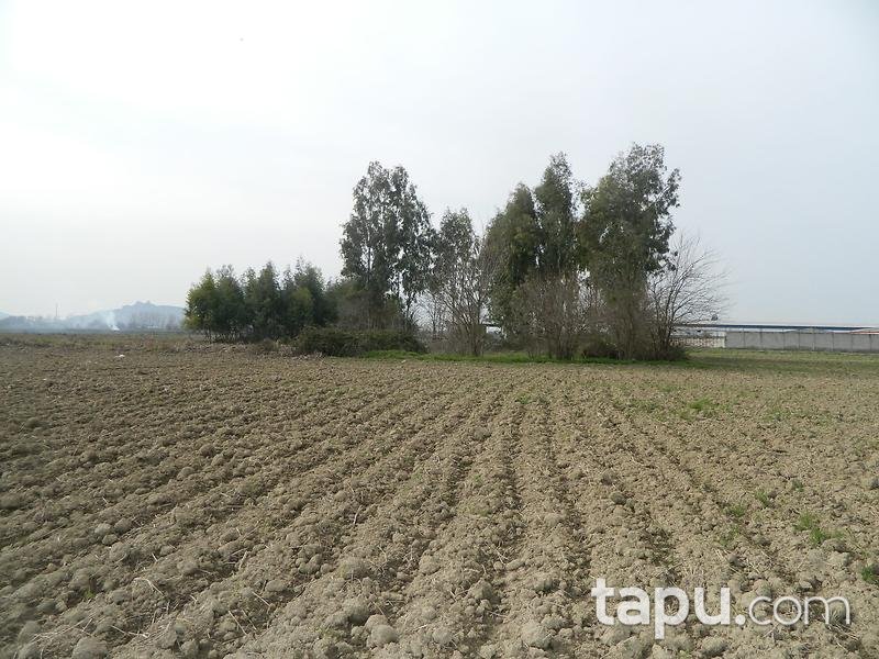 Adana Ceyhan Büyük Mangıt Mahallesinde 240 m2 Tarla