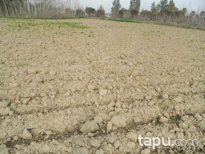 Adana Ceyhan Büyük Mangıt Mahallesinde 240 m2 Tarla