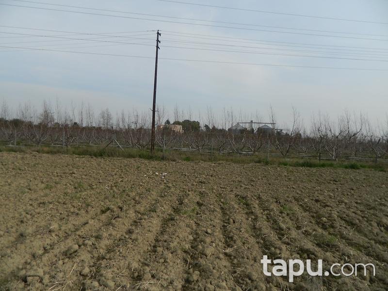 Adana Ceyhan Büyük Mangıt Mahallesinde 240 m2 Tarla