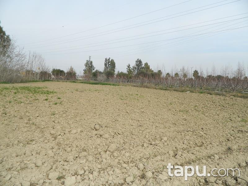 Adana Ceyhan Büyük Mangıt Mahallesinde 240 m2 Tarla
