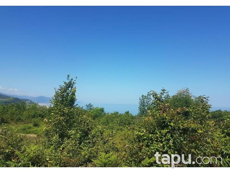 Sinop Türkeli Güzelkent Beldesinde 328 m2 İmarlı Arsa