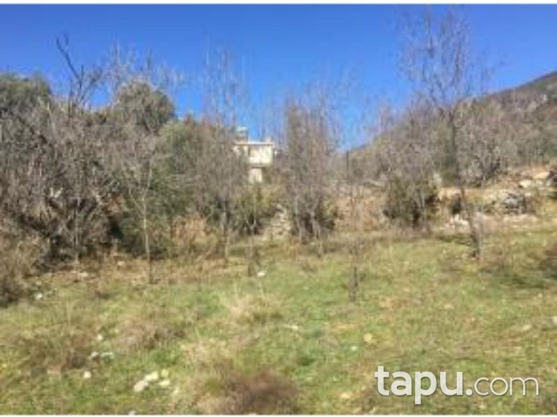 Muğla Fethiye İncirköy Mahallesinde 7518 m2 İncir Bahçesi ve 2 Katlı Kargir Ev