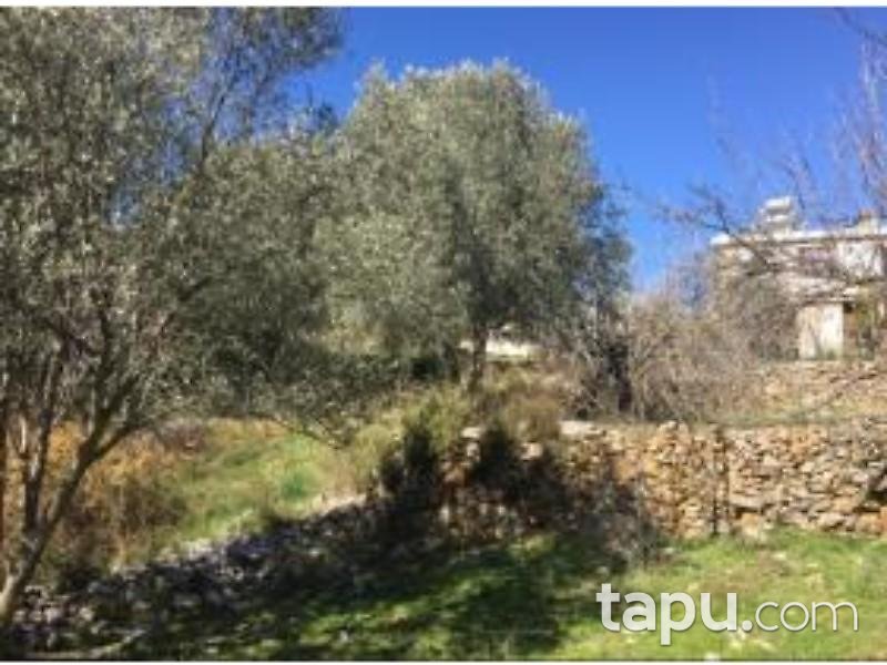 Muğla Fethiye İncirköy Mahallesinde 7518 m2 İncir Bahçesi ve 2 Katlı Kargir Ev
