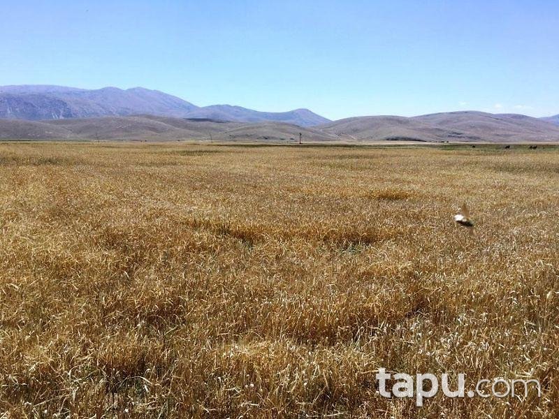 Afyonkarahisar Dinar Çürüklü Köyünde 16.900 m2 Tarla