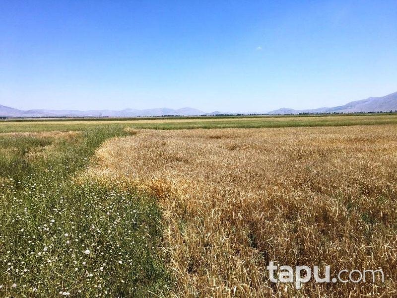 Afyonkarahisar Dinar Çürüklü Köyünde 16.900 m2 Tarla