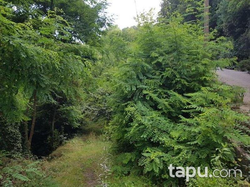 Zonguldak Damarlı Mahallesinde 567 m2 Fındık Bahçesi