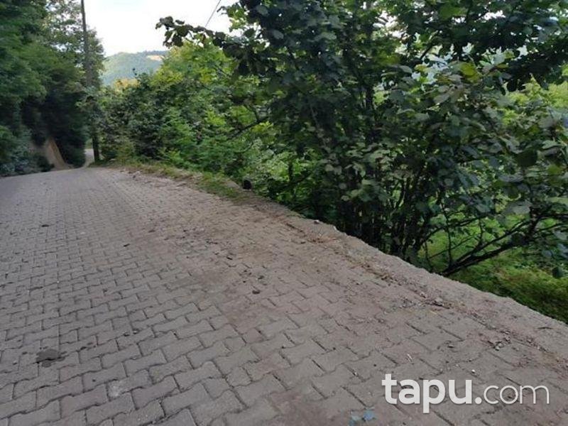 Zonguldak Damarlı Mahallesinde 567 m2 Fındık Bahçesi