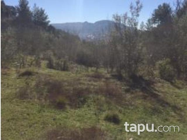 Muğla Fethiye İncirköy Mahallesinde 7518 m2 İncir Bahçesi ve 2 Katlı Kargir Ev