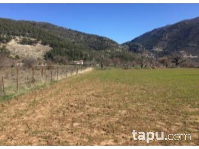 Muğla Fethiye İncirköy Mahallesinde 7518 m2 İncir Bahçesi ve 2 Katlı Kargir Ev