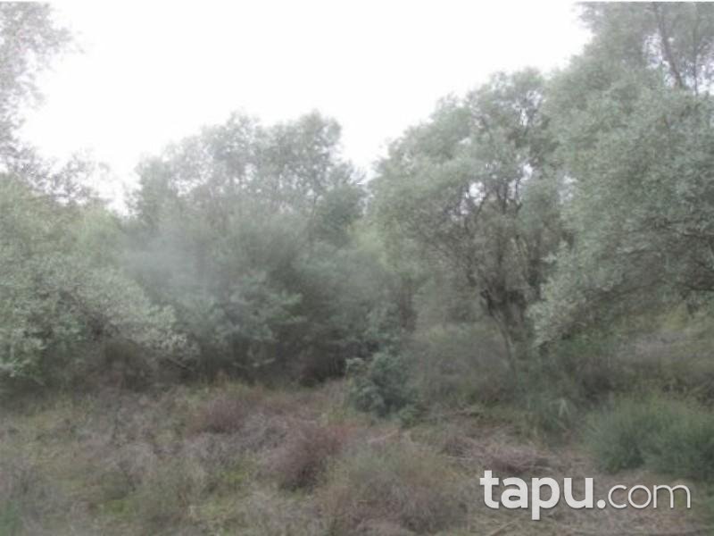 Aydın Sultanhisar Yağdere Mahallesinde 18602 m2 Zeytinlik