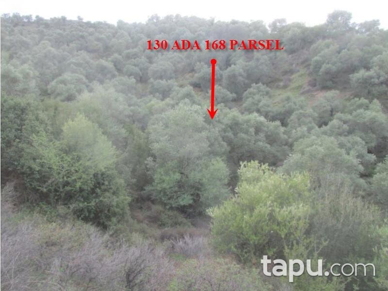 Aydın Sultanhisar Yağdere Mahallesinde 18602 m2 Zeytinlik