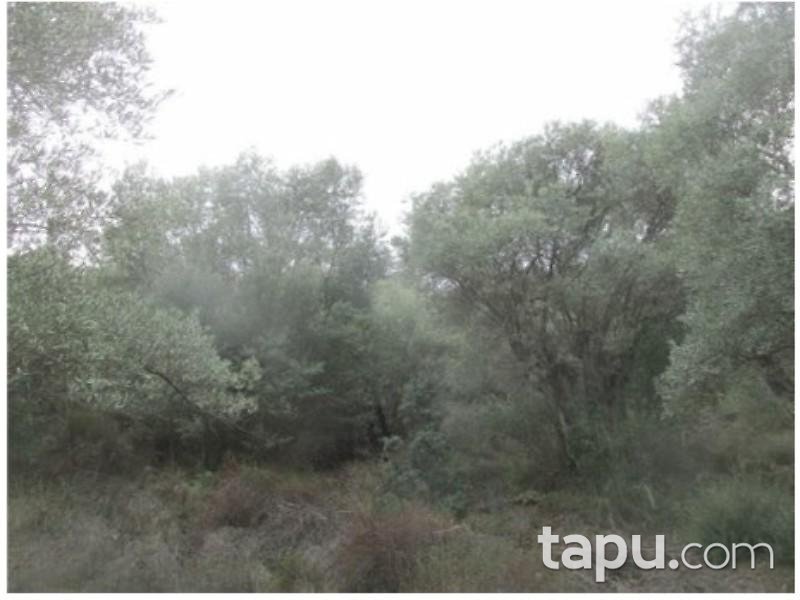 Aydın Sultanhisar Yağdere Mahallesinde 18602 m2 Zeytinlik