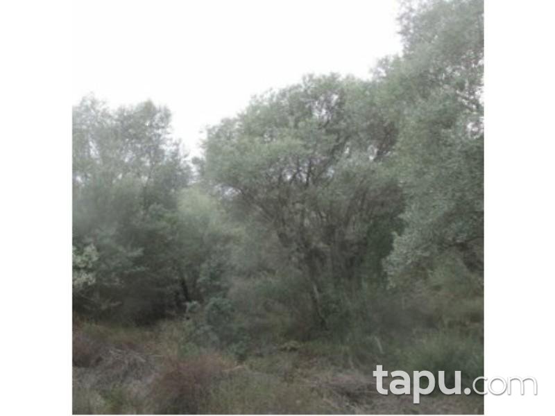 Aydın Sultanhisar Yağdere Mahallesinde 18602 m2 Zeytinlik