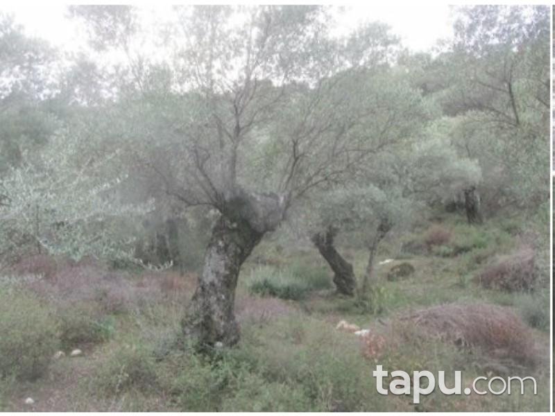 Aydın Sultanhisar Yağdere Mahallesinde 18602 m2 Zeytinlik
