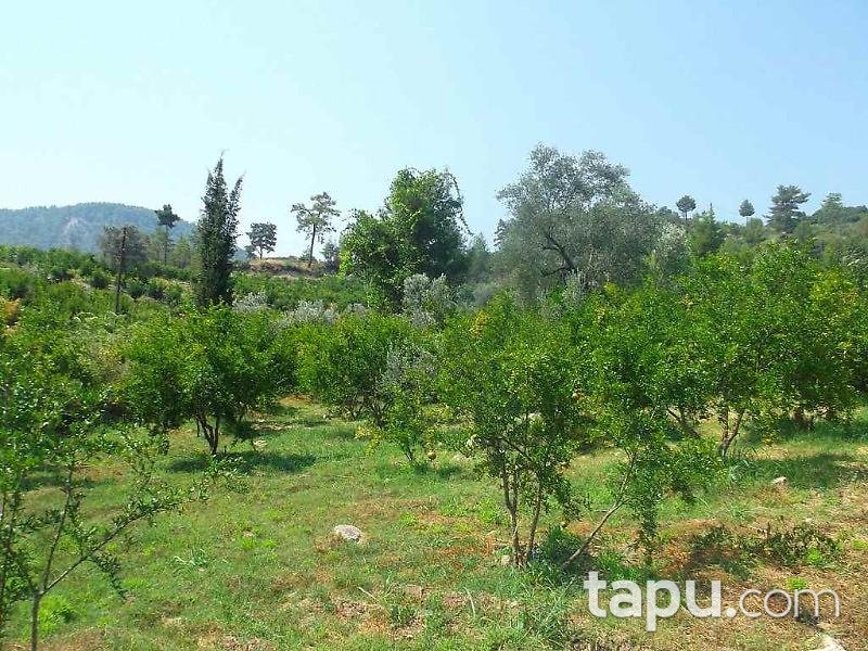 Antalya Kumluca Karacaören Köyünde 27211 m2 Bahçe