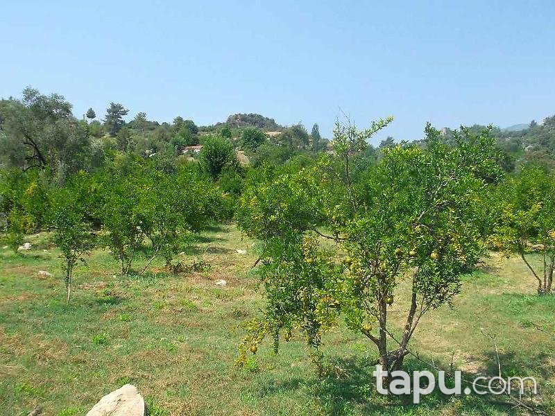 Antalya Kumluca Karacaören Köyünde 27211 m2 Bahçe