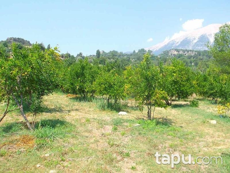 Antalya Kumluca Karacaören Köyünde 27211 m2 Bahçe