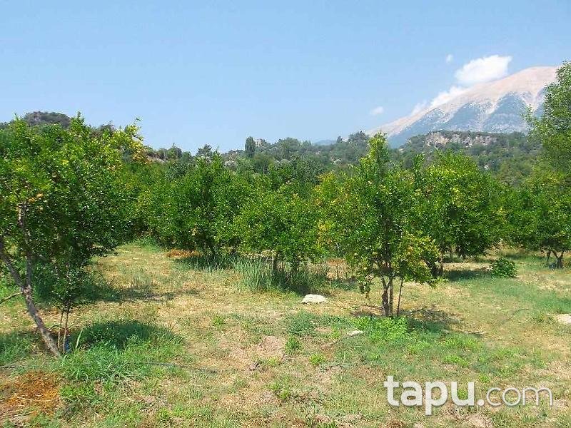 Antalya Kumluca Karacaören Köyünde 27211 m2 Bahçe