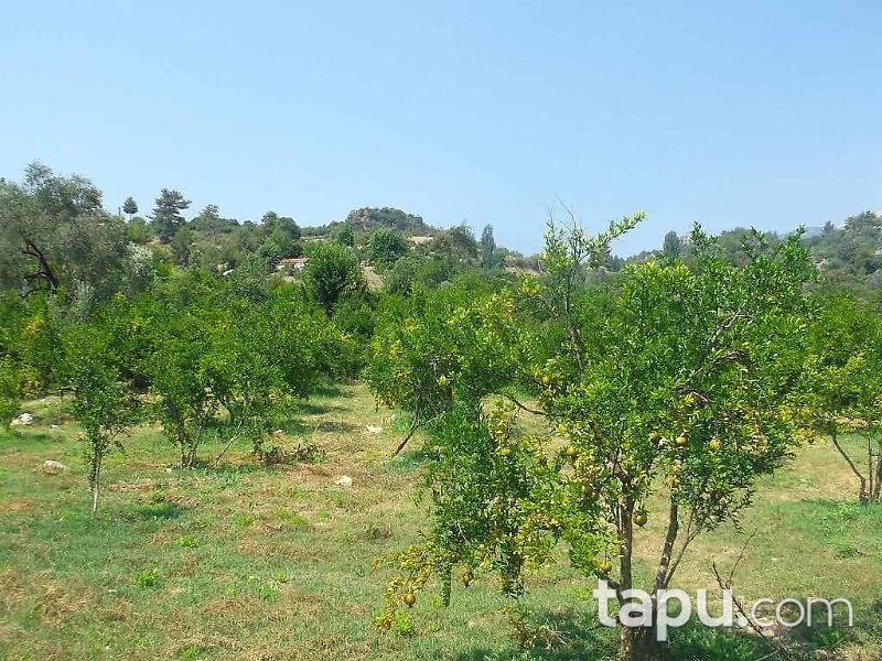 Antalya Kumluca Karacaören Köyünde 27211 m2 Bahçe