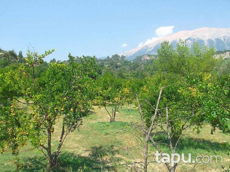 Antalya Kumluca Karacaören Köyünde 27211 m2 Bahçe