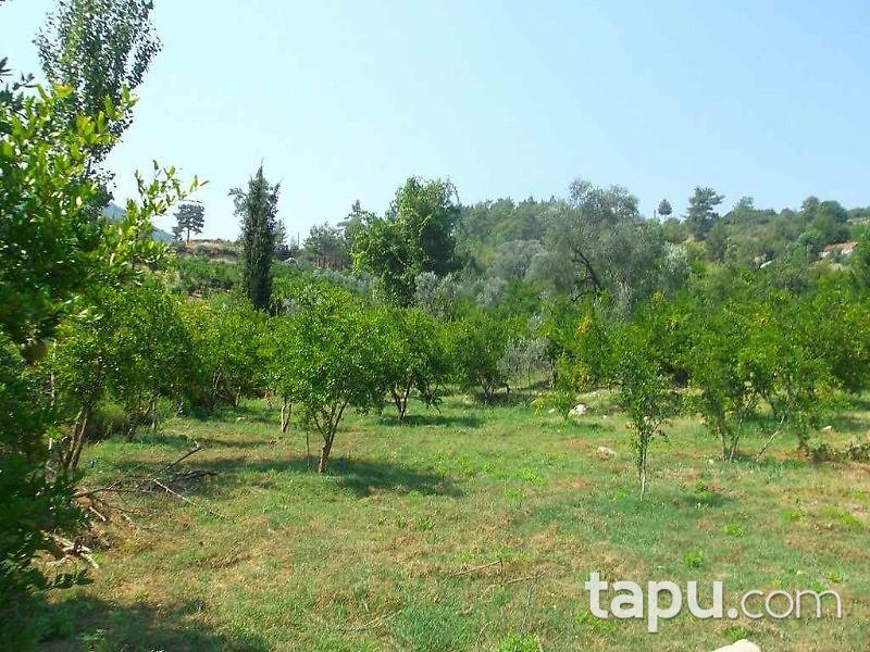 Antalya Kumluca Karacaören Köyünde 27211 m2 Bahçe