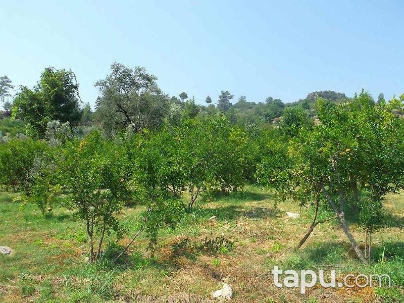 Antalya Kumluca Karacaören Köyünde 27211 m2 Bahçe