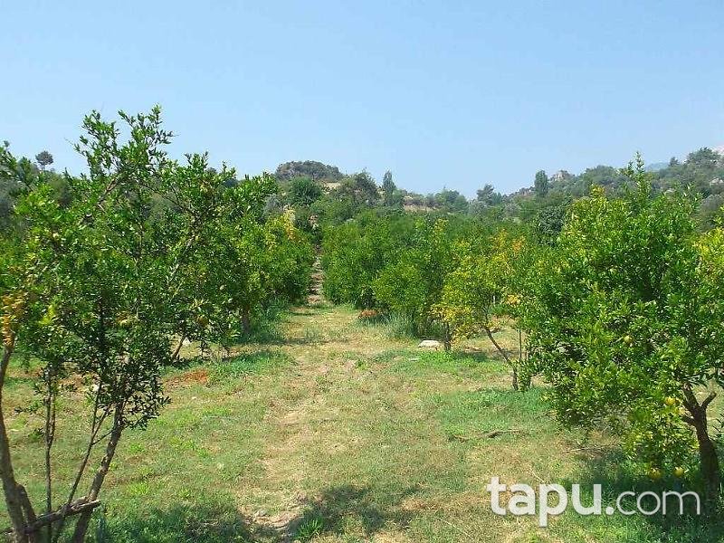 Antalya Kumluca Karacaören Köyünde 27211 m2 Bahçe