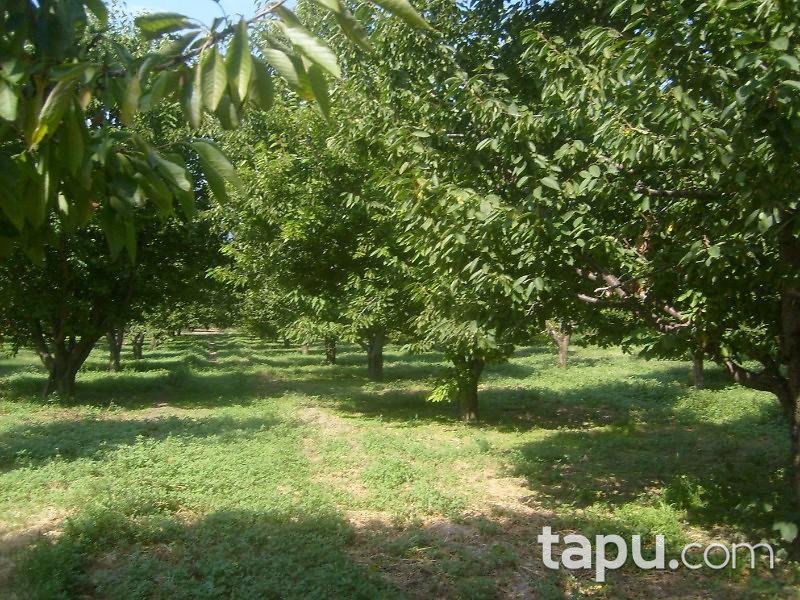 Afyonkarahisar Sultandağı Kırca Köyünde 10086 m2 Bahçe