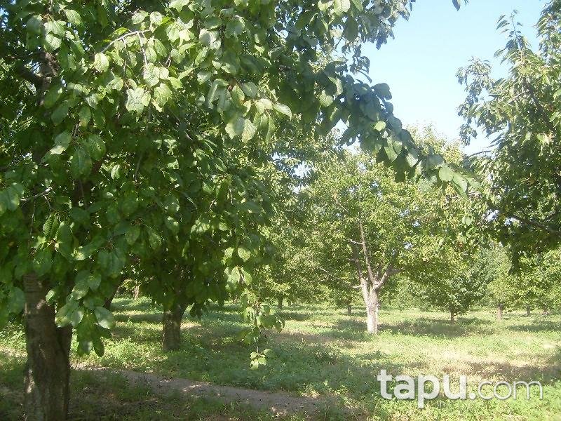 Afyonkarahisar Sultandağı Kırca Köyünde 10086 m2 Bahçe