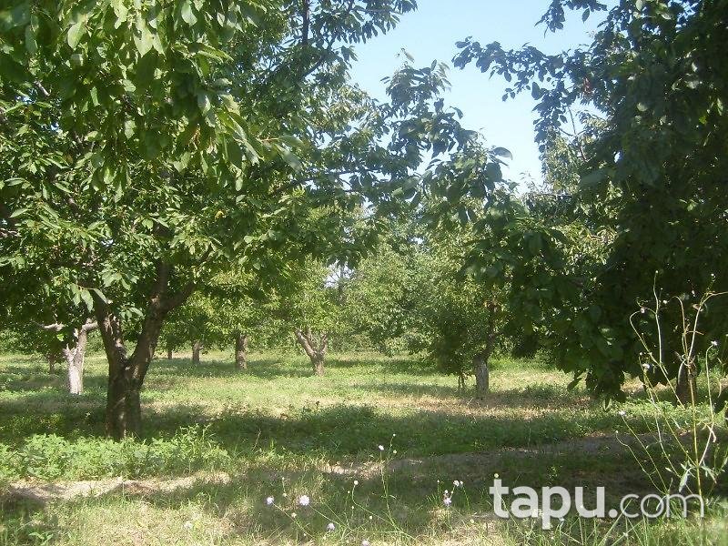 Afyonkarahisar Sultandağı Kırca Köyünde 10086 m2 Bahçe