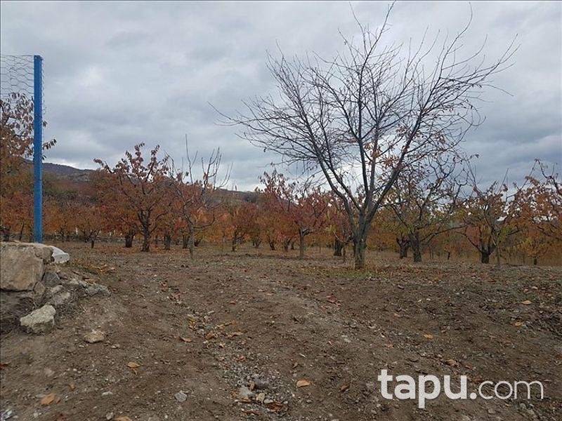 Tokat Merkez Kemalpaşa Köyünde 3563 m2 Kiraz Bahçesi
