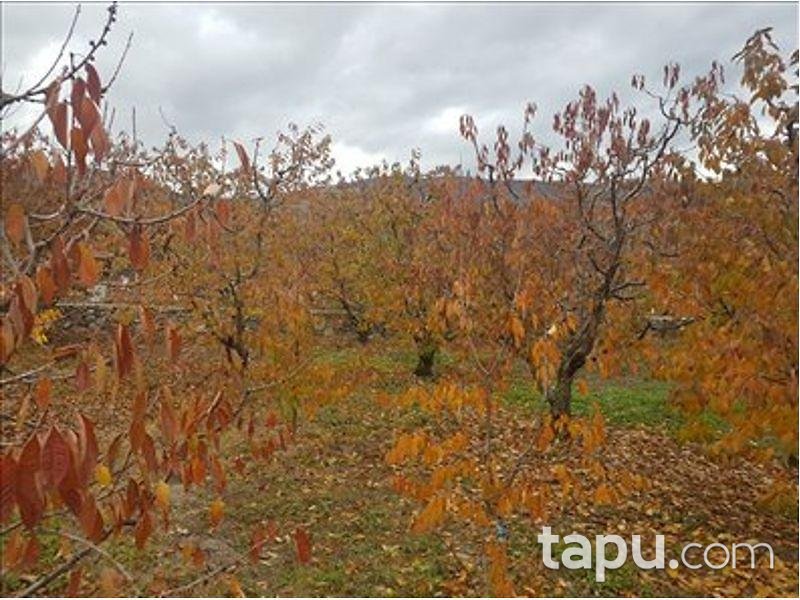 Tokat Merkez Kemalpaşa Köyünde 3563 m2 Kiraz Bahçesi