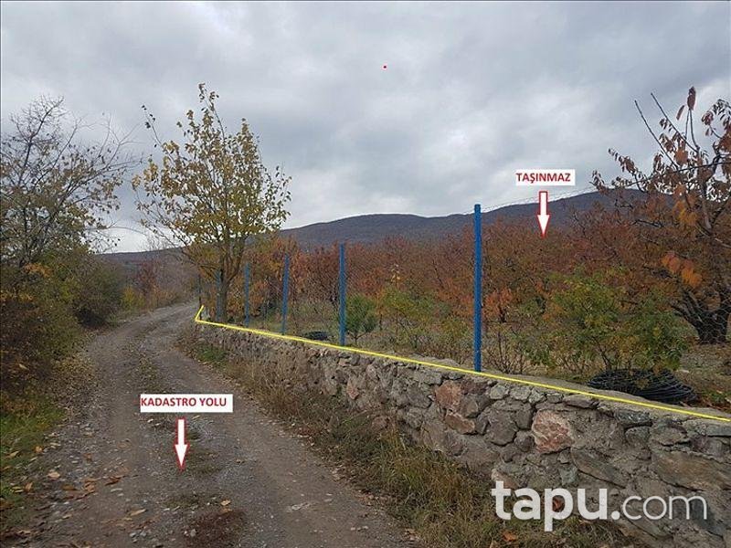 Tokat Merkez Kemalpaşa Köyünde 3563 m2 Kiraz Bahçesi