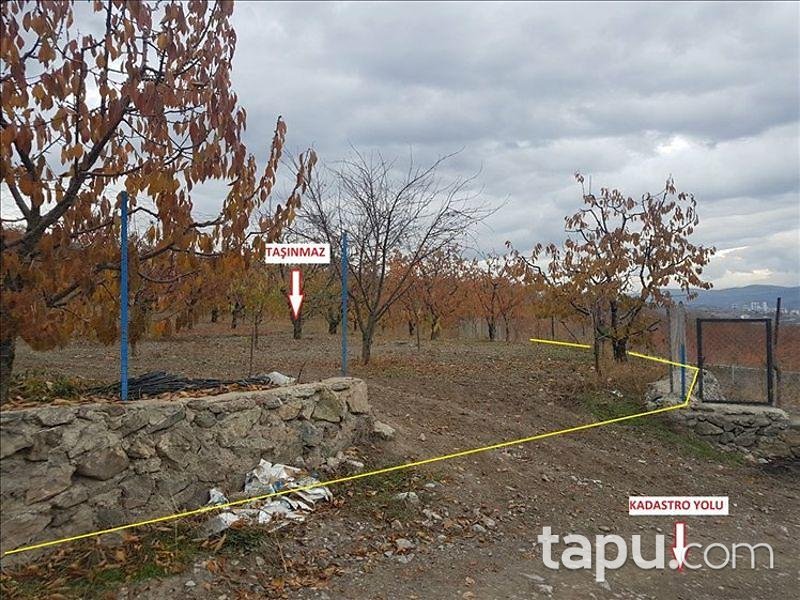 Tokat Merkez Kemalpaşa Köyünde 3563 m2 Kiraz Bahçesi