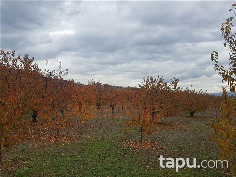 Tokat Merkez Kemalpaşa Köyünde 3563 m2 Kiraz Bahçesi