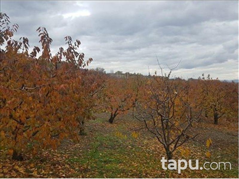 Tokat Merkez Kemalpaşa Köyünde 3563 m2 Kiraz Bahçesi