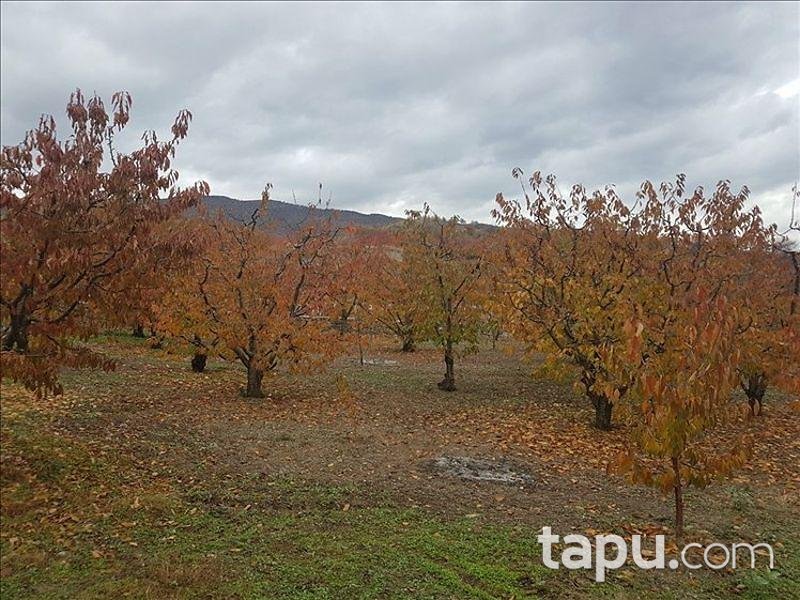 Tokat Merkez Kemalpaşa Köyünde 3563 m2 Kiraz Bahçesi