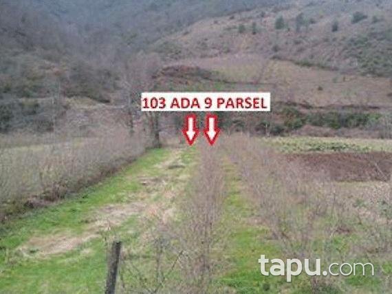Samsun Çarşamba Konukluk Mahallesinde 1.043 m2 Tarla