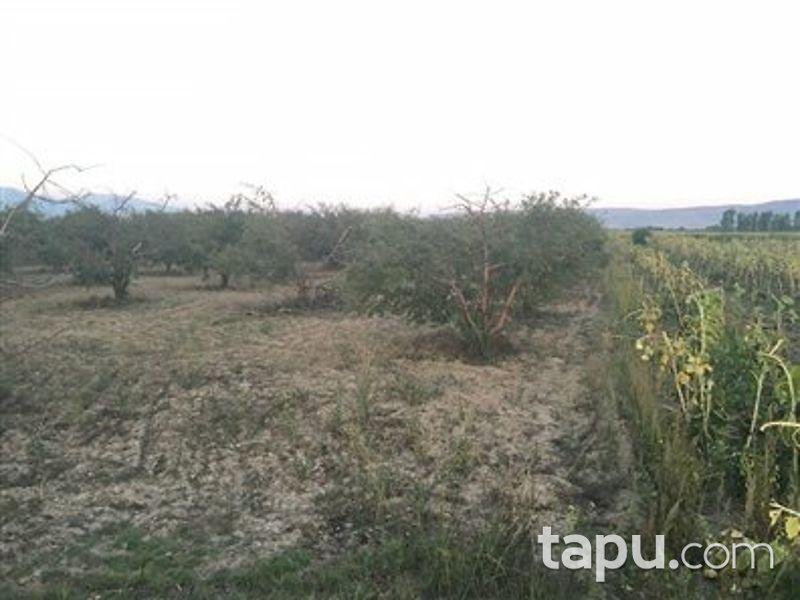 Denizli Çivril Yassıhöyük Mahallesi 2461m2 Bağ