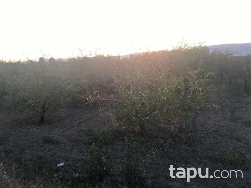 Denizli Çivril Yassıhöyük Mahallesi 2461m2 Bağ