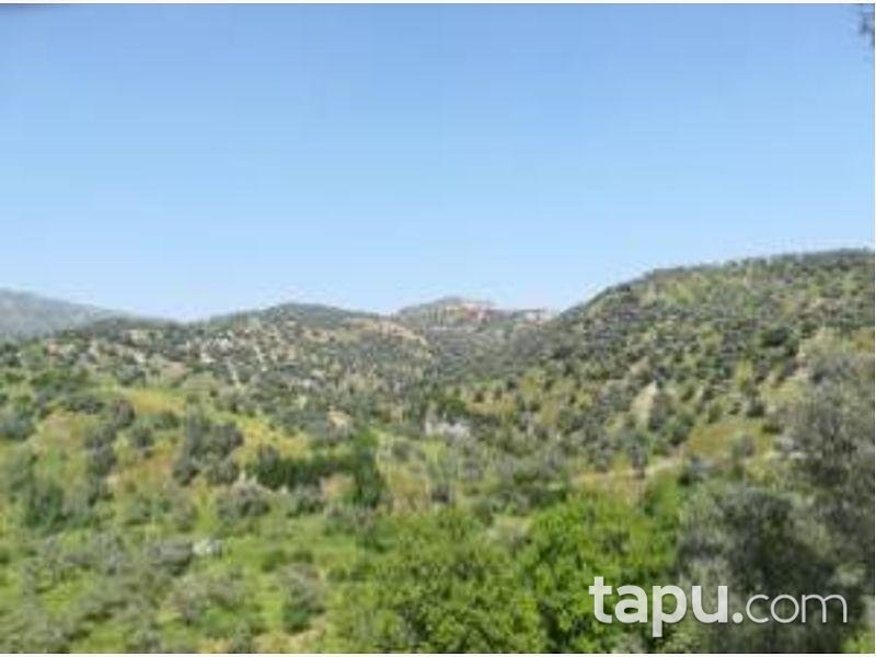 Aydın Sultanhisar Yağdere Mahallesinde 10084 m2 Zeytinlik