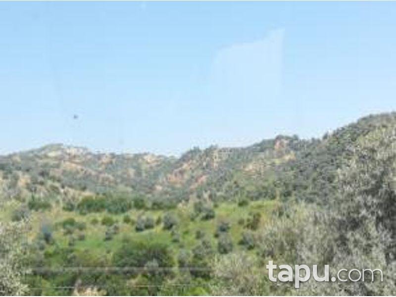 Aydın Sultanhisar Yağdere Mahallesinde 10084 m2 Zeytinlik