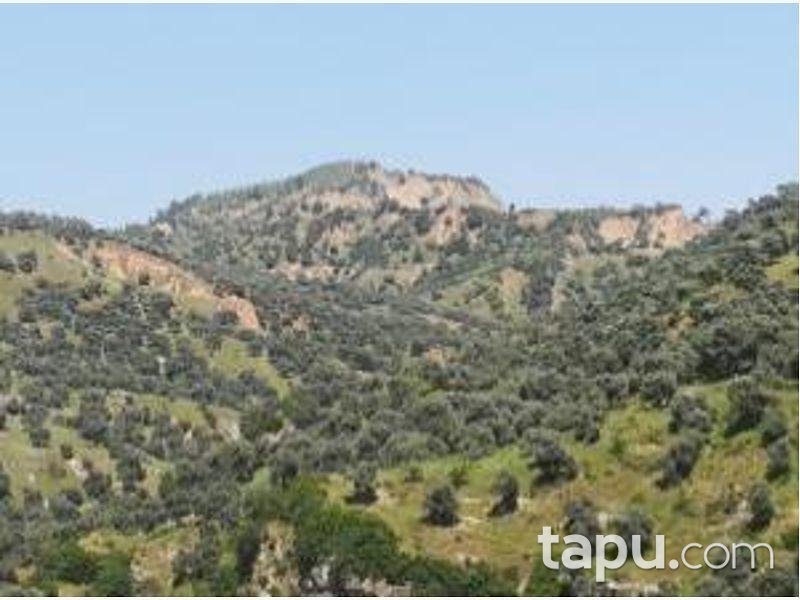 Aydın Sultanhisar Yağdere Mahallesinde 10084 m2 Zeytinlik